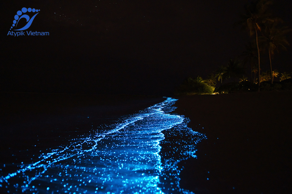Admirer le plancton bioluminescent