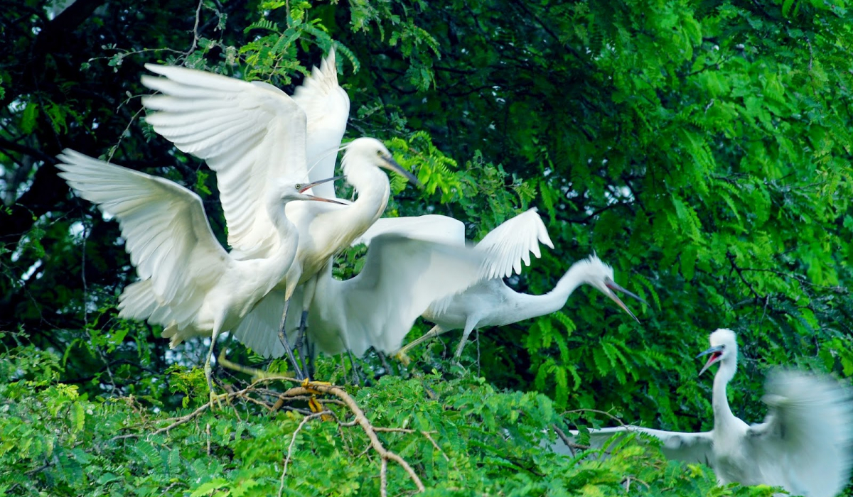 Découvrir le sanctuaire d'oiseaux de Vam Ho