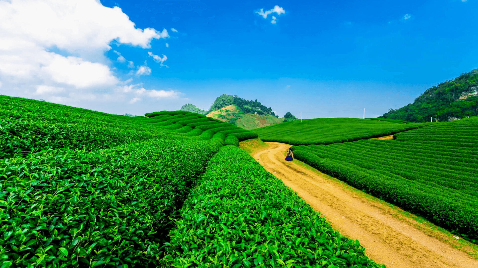 Les plantations de thé moc chau