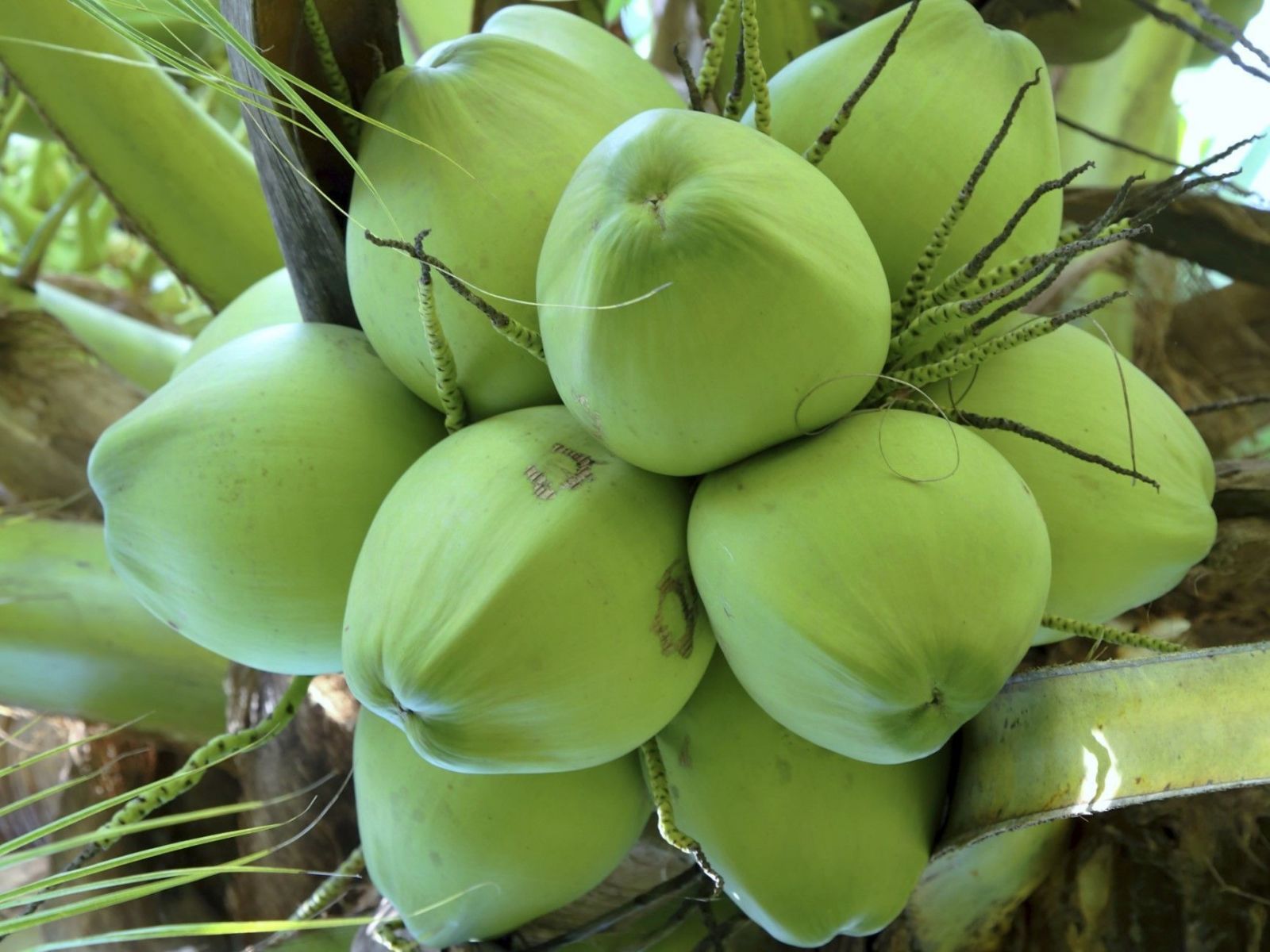 Visiter les commerces traditionnels de noix de coco