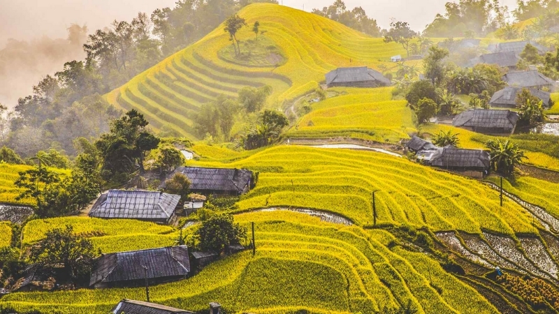 Voir la rizière en terrasse à Hoang Su Phi