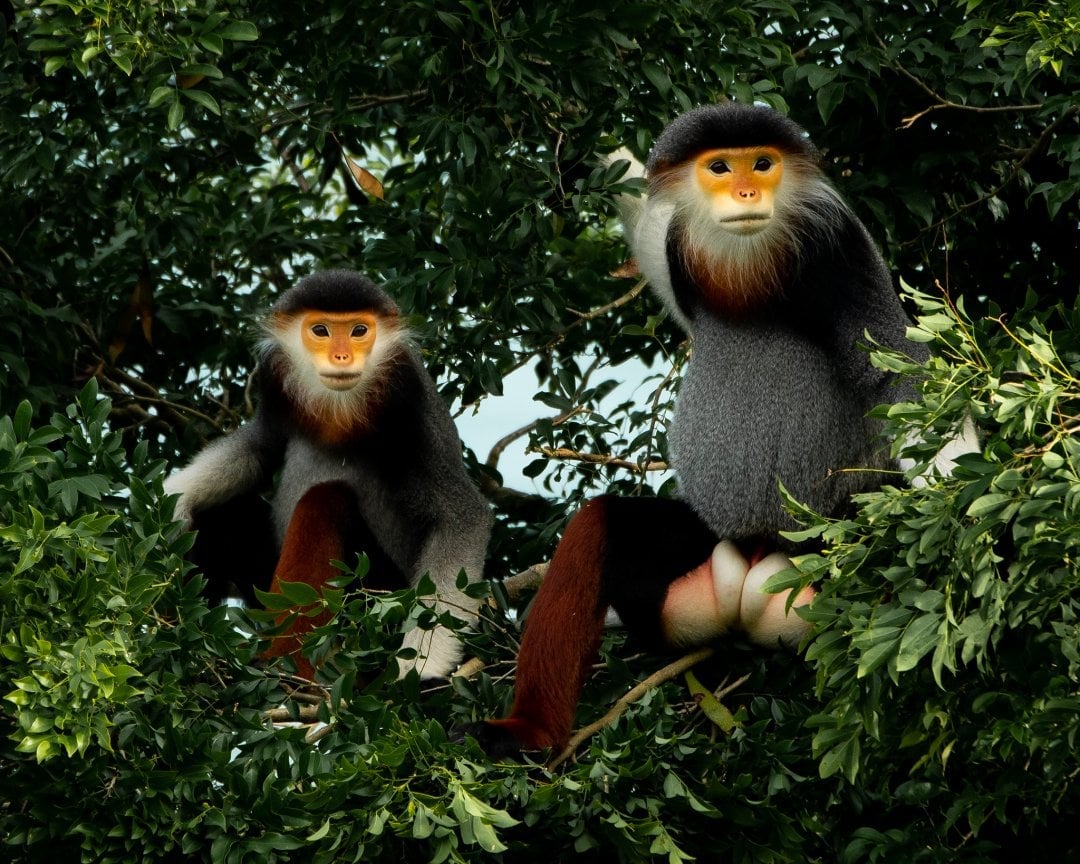 belles photos des singes au parc de Cuc Phuong