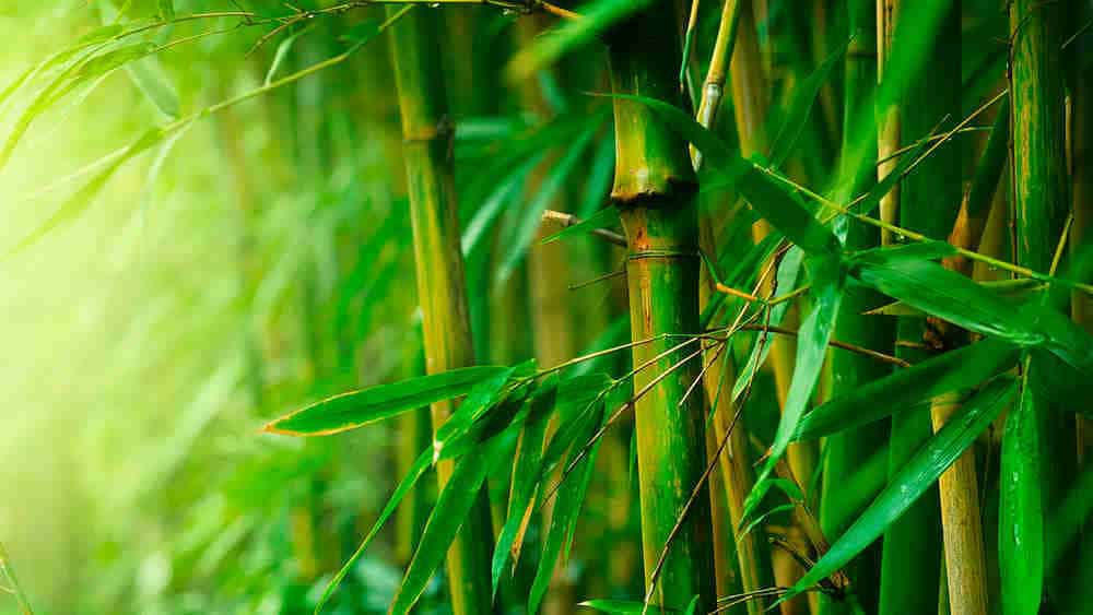 Le bambou - un symbole de la résilience vietnamienne