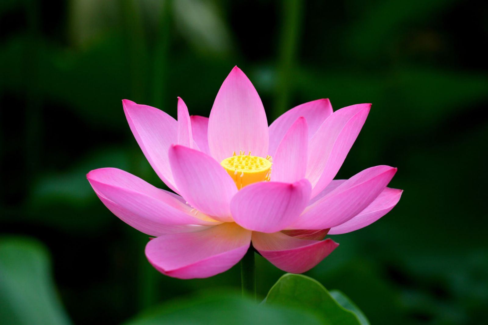 Lotus vietnamien - fleur symbole du Vietnam