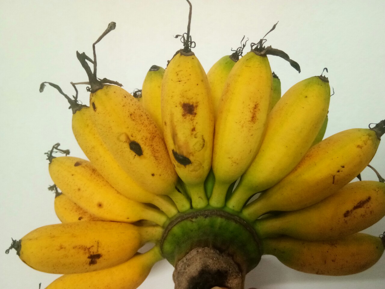 Ngu Banana