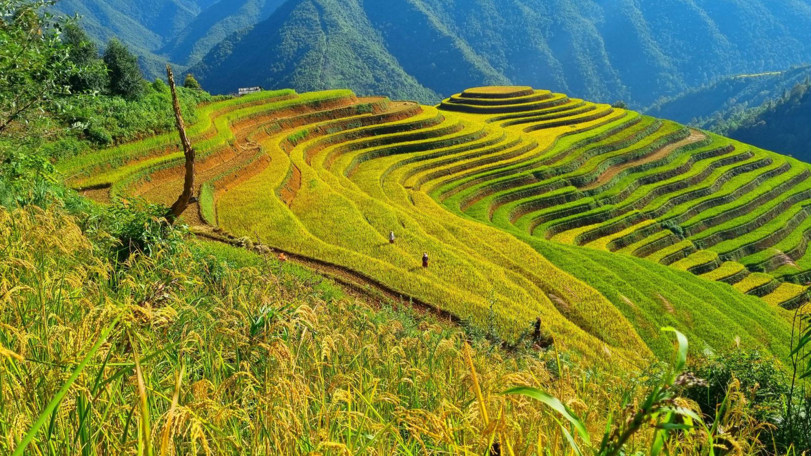 Rizières Vietnam, 10 meilleures rizières en terrasse à savoir absolument