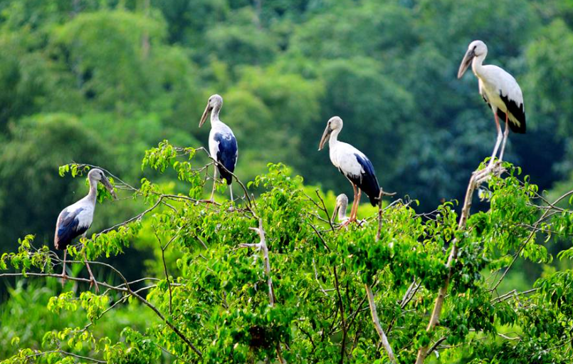 Aperçu du parc ornithologique de Thung Nham