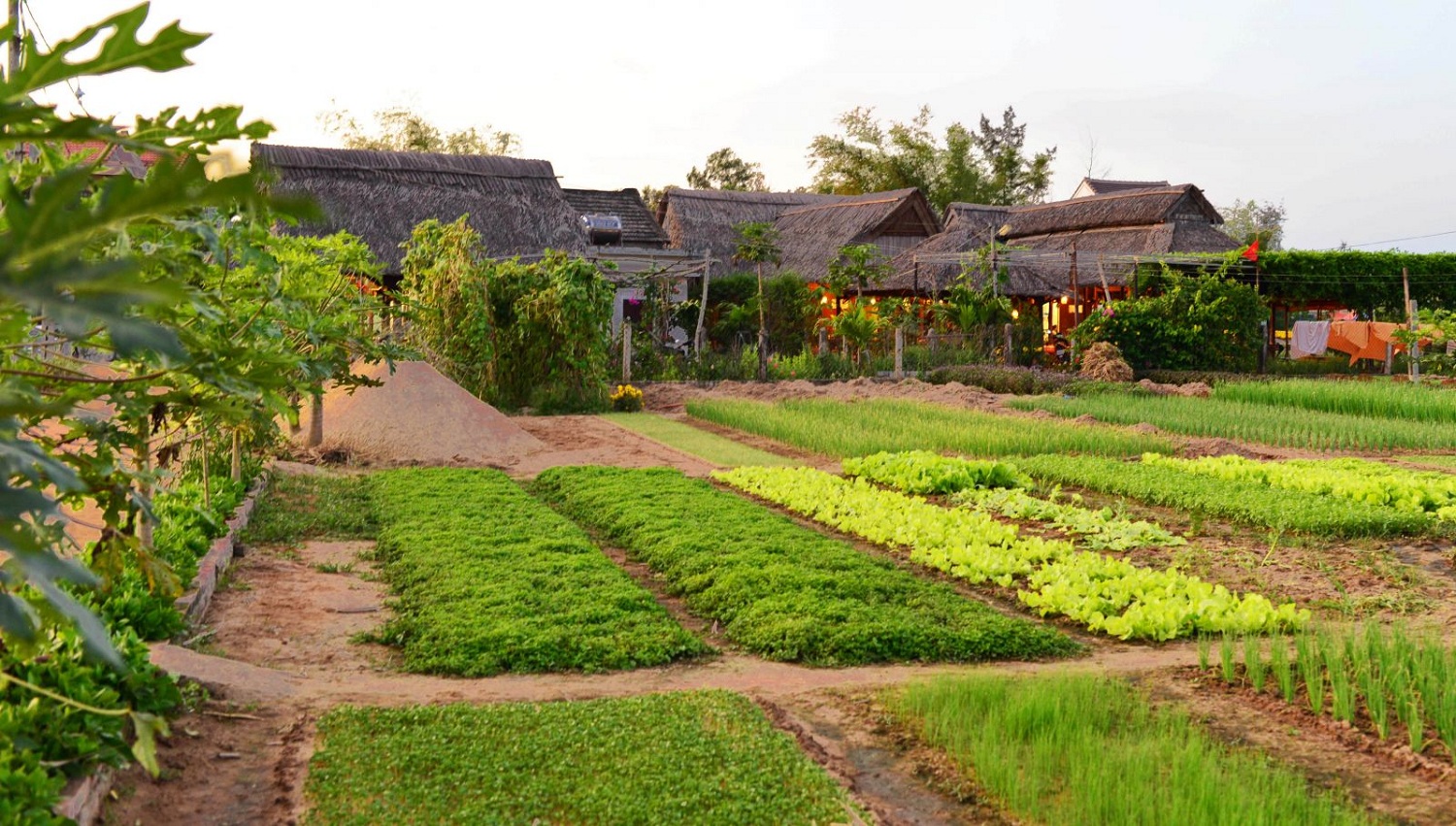 Aperçu du village de légumes de Tra Que à Hoi An vietnam