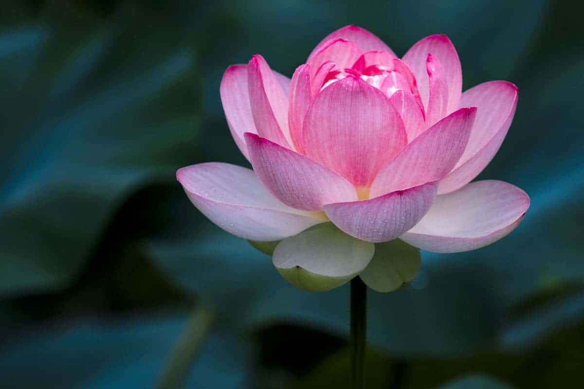 Caractéristiques du symbole du lotus dans la vie quotidienne vietnamienne