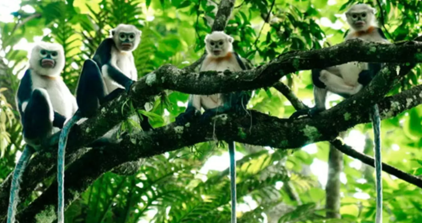 Centre de sauvetage des primates menacés