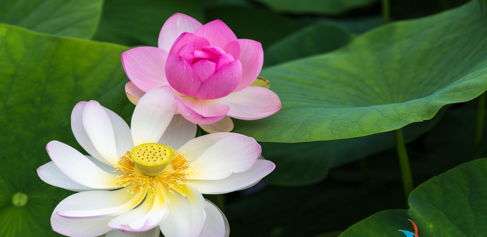 La fleur de lotus régule sa température
