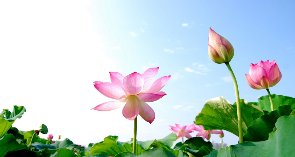 Le lotus comme symbole des caractères vietnamiens