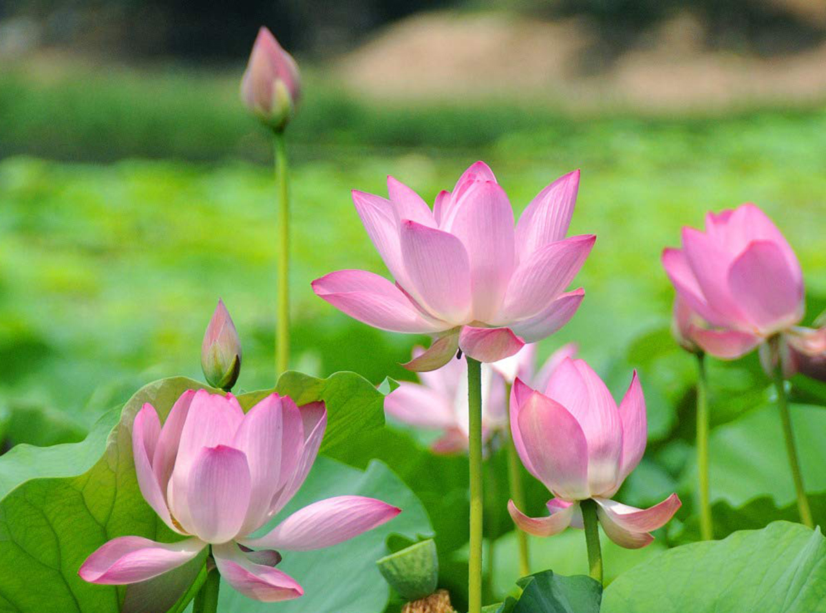 lotus au Vietnam