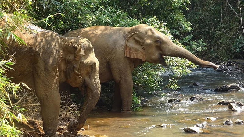 Visiter les éléphants de manière éthique