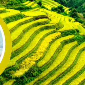 Circuit plendeurs du Vietnam 15 jours