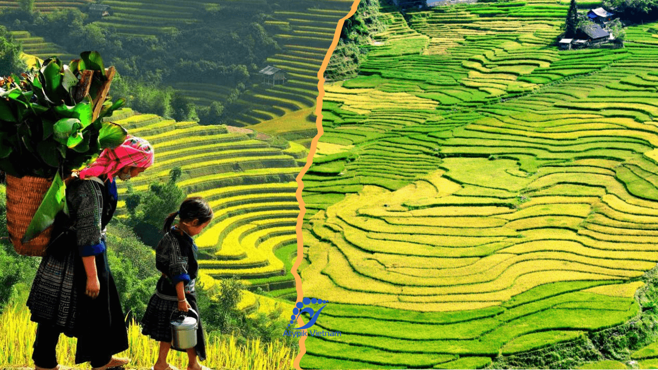 rizières de Sapa