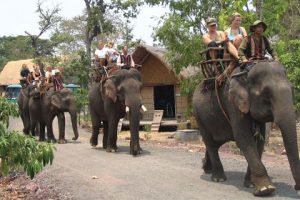 Balade à dos d’éléphant à Buon Me Thuot Vietnam
